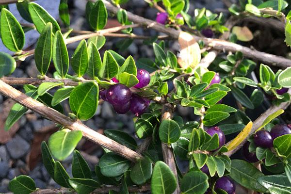 Privet Honeysuckle